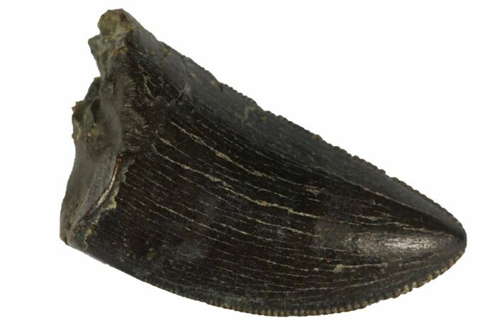 Serrated, Tyrannosaur Tooth Tip - Two Medicine Formation #145021